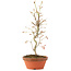 Acer palmatum, 27 cm, ± 8 Jahre alt