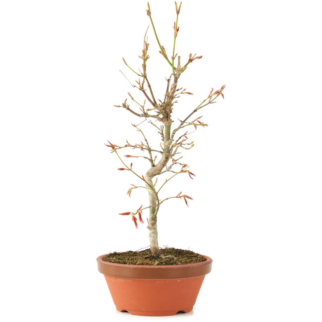 Acer palmatum, 27 cm, ± 8 ans