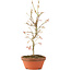 Acer palmatum, 27 cm, ± 8 años