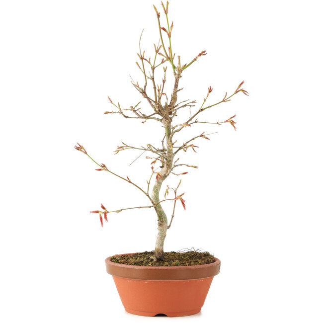 Acer palmatum, 27 cm, ± 8 Jahre alt