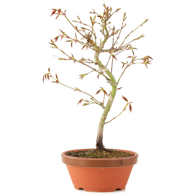 Acer palmatum, 24 cm, ± 8 jaar oud