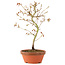 Acer palmatum, 24 cm, ± 8 jaar oud