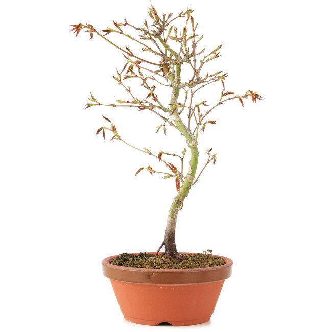 Acer palmatum, 24 cm, ± 8 ans
