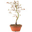 Acer palmatum, 24 cm, ± 8 años