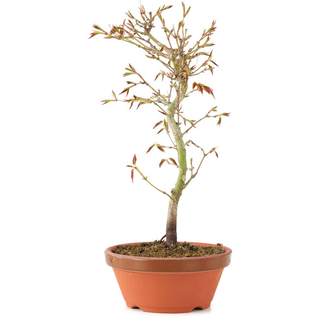 Acer palmatum, 24 cm, ± 8 Jahre alt