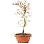 Acer palmatum, 24 cm, ± 8 años