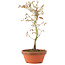 Acer palmatum, 24 cm, ± 8 jaar oud