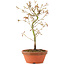 Acer palmatum, 24 cm, ± 8 years old