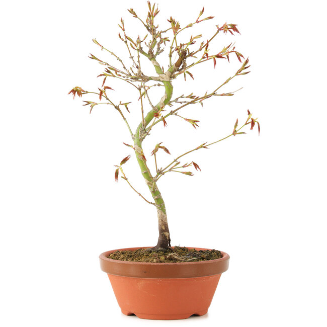 Acer palmatum, 24 cm, ± 8 Jahre alt