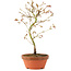 Acer palmatum, 24 cm, ± 8 jaar oud