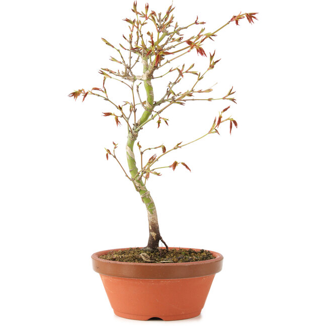 Acer palmatum, 24 cm, ± 8 Jahre alt