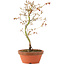 Acer palmatum, 24 cm, ± 8 jaar oud