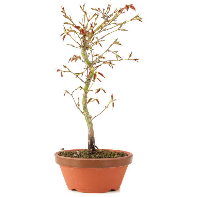 Acer palmatum, 24 cm, ± 8 Jahre alt
