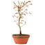 Acer palmatum, 24 cm, ± 8 ans