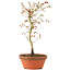 Acer palmatum, 24 cm, ± 8 jaar oud