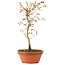 Acer palmatum, 24 cm, ± 8 Jahre alt