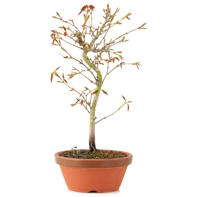 Acer palmatum, 24 cm, ± 8 ans