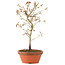 Acer palmatum, 24 cm, ± 8 jaar oud