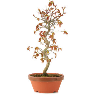 Acer palmatum, 26 cm, ± 8 años