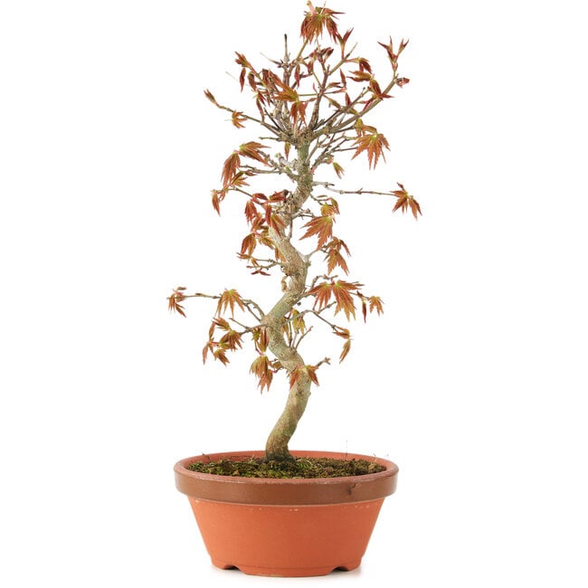 Acer palmatum, 26 cm, ± 8 anni