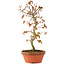 Acer palmatum, 26 cm, ± 8 years old