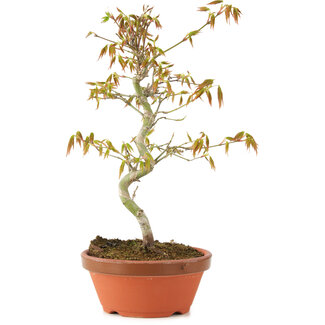 Acer palmatum, 24 cm, ± 8 anni