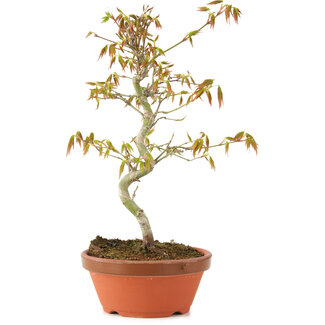 Acer palmatum, 24 cm, ± 8 years old