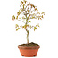 Acer palmatum, 24 cm, ± 8 years old