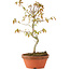 Acer palmatum, 24 cm, ± 8 years old