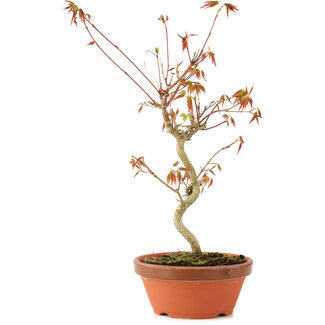 Acer palmatum, 27 cm, ± 8 años