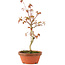 Acer palmatum, 27 cm, ± 8 years old