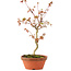 Acer palmatum, 27 cm, ± 8 years old