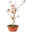 Acer palmatum, 27 cm, ± 8 anni