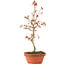 Acer palmatum, 27 cm, ± 8 anni