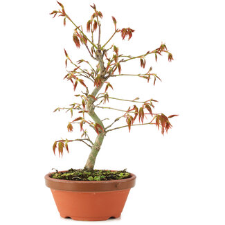 Acer palmatum, 23 cm, ± 8 Jahre alt