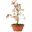 Acer palmatum, 23 cm, ± 8 Jahre alt