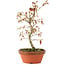 Acer palmatum, 23 cm, ± 8 anni