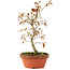 Acer palmatum, 23 cm, ± 8 Jahre alt
