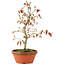 Acer palmatum, 23 cm, ± 8 anni