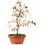 Acer palmatum, 23 cm, ± 8 years old