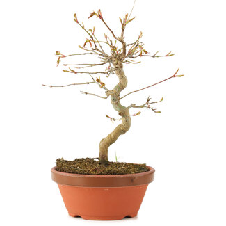 Acer palmatum, 19 cm, ± 8 Jahre alt