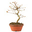 Acer palmatum, 19 cm, ± 8 Jahre alt