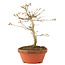 Acer palmatum, 19 cm, ± 8 years old