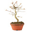 Acer palmatum, 19 cm, ± 8 years old