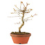 Acer palmatum, 19 cm, ± 8 Jahre alt
