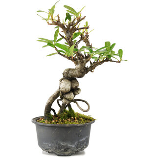 Pyracantha, 18 cm, ± 8 years old