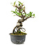 Pyracantha, 18 cm, ± 8 anni