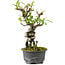 Pyracantha, 18 cm, ± 8 anni