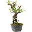 Pyracantha, 18 cm, ± 8 years old