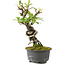 Pyracantha, 18 cm, ± 8 anni